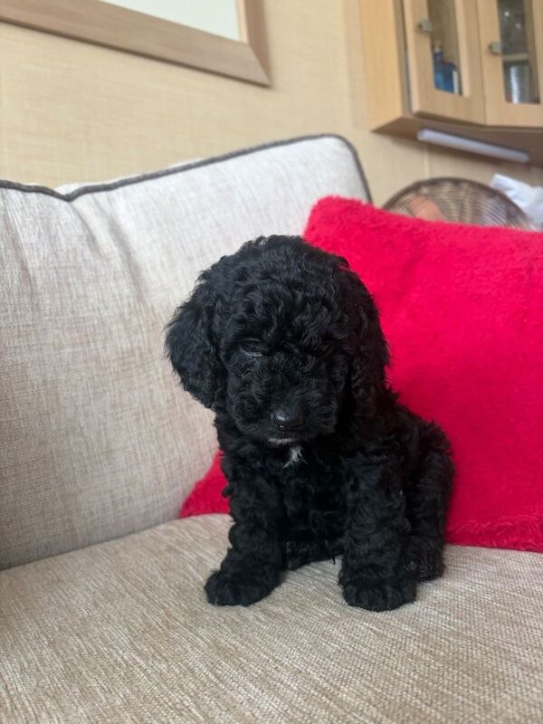 Cockapoos for sale, 2 male, 1 female - Image 2 of 6