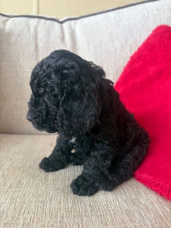 Cockapoos for sale, 2 male, 1 female - Image 3 of 6