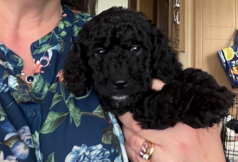 Cockapoos for sale, 2 male, 1 female - Image 4 of 6