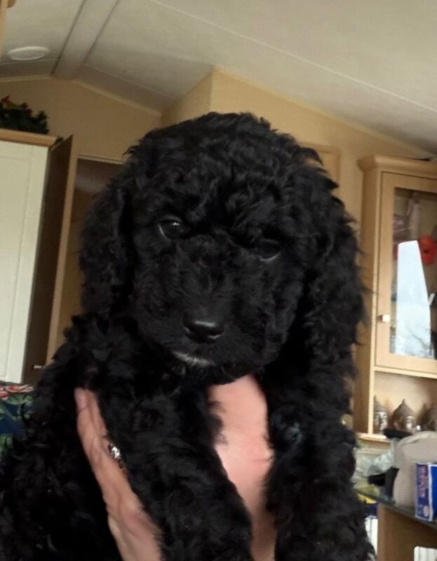 Cockapoos for sale, 2 male, 1 female - Image 5 of 6