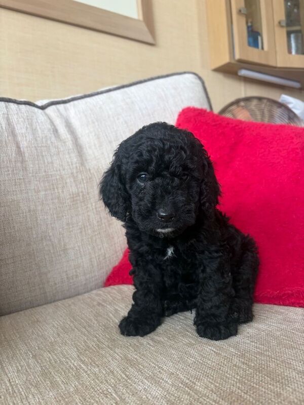 Cockapoos for sale, 2 male, 1 female - Image 6 of 6