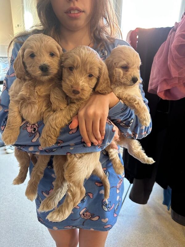 Cockapoo puppies for sale in Tidworth, Wiltshire – 6 weeks old