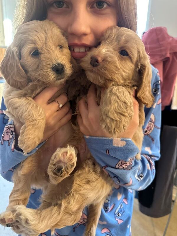Cockapoo puppies for sale in Tidworth, Wiltshire – 3 months old - Image 2 of 4