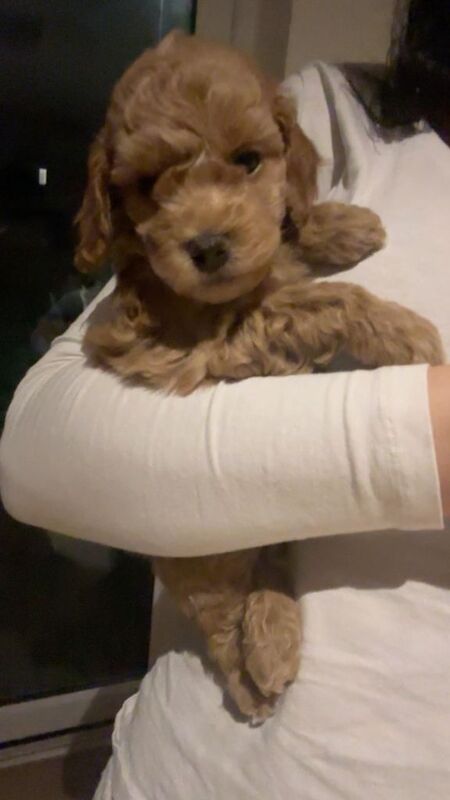 Cockapoo puppies for sale in Tidworth, Wiltshire – 3 months old - Image 3 of 4