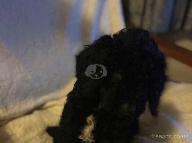 Cockapoo puppies for sale in Willenhall, West Midlands – 1 year old - Image 2 of 5