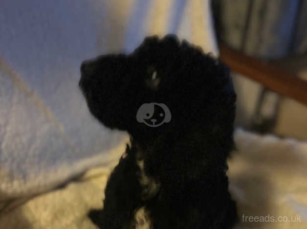 Cockapoo puppies for sale in Willenhall, West Midlands – 1 year old - Image 3 of 5