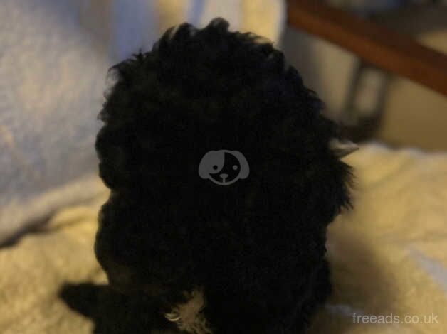 Cockapoo puppies for sale in Willenhall, West Midlands – 1 year old - Image 4 of 5