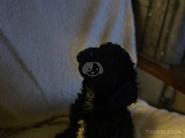 Cockapoo puppies for sale in Willenhall, West Midlands – 1 year old - Image 5 of 5