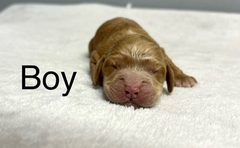 Cockapoo puppies for sale in Wisbech, Cambridgeshire – 1 week old