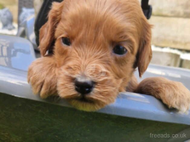 Cockapoo puppies for sale in Broxburn, West Lothian – 1 year old - Image 2 of 5