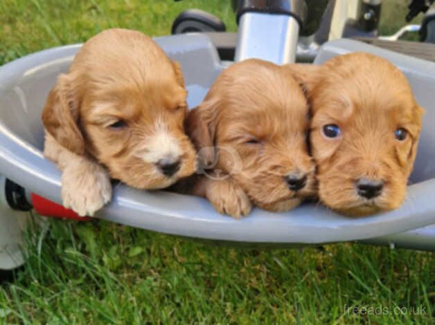 Cockapoo puppies for sale in Broxburn, West Lothian – 1 year old - Image 3 of 5