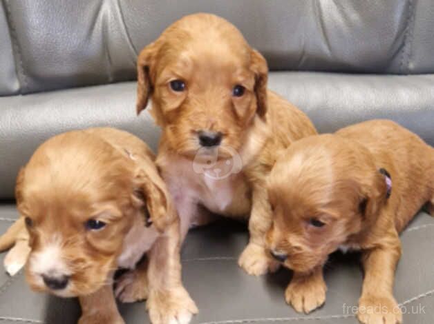 Cockapoo puppies for sale in Broxburn, West Lothian – 1 year old - Image 4 of 5