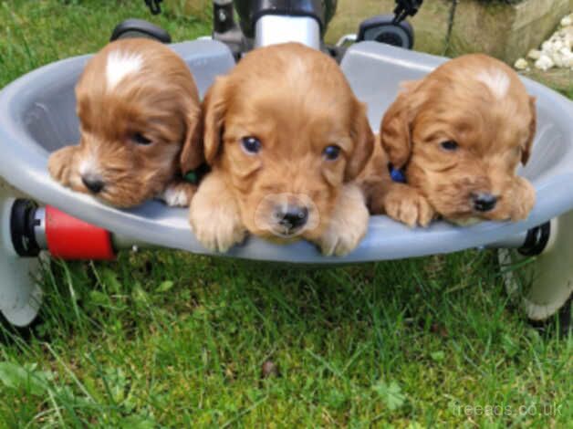 Cockapoo puppies for sale in Broxburn, West Lothian – 1 year old - Image 5 of 5