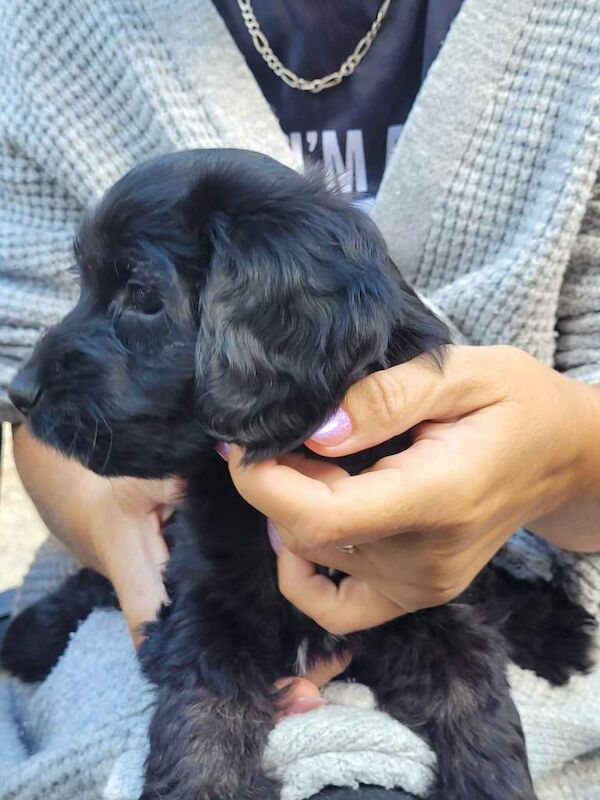 Cockapoos puppies