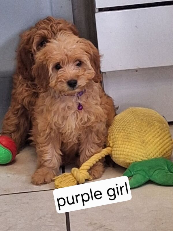 Cockapoo puppies for sale in Dundee, City of Dundee – 10 months old - Image 2 of 3