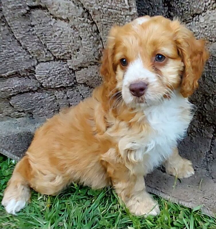 COCKAPOOS READY NOW for sale in Harlow, Essex