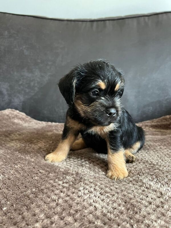 Cockapoos REDUCED £500! for sale in Basildon, Essex
