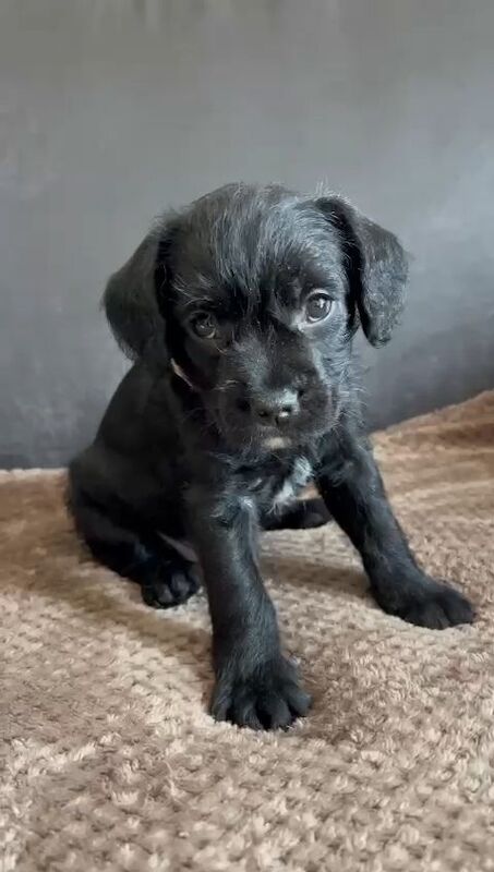 Cockapoos REDUCED £500! for sale in Basildon, Essex | Image 2