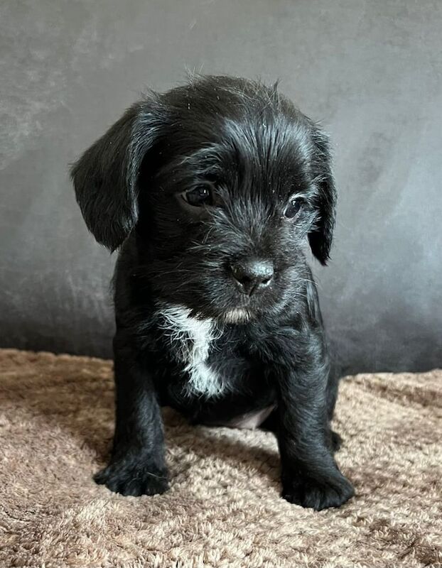 Cockapoos REDUCED £500! for sale in Basildon, Essex | Image 3