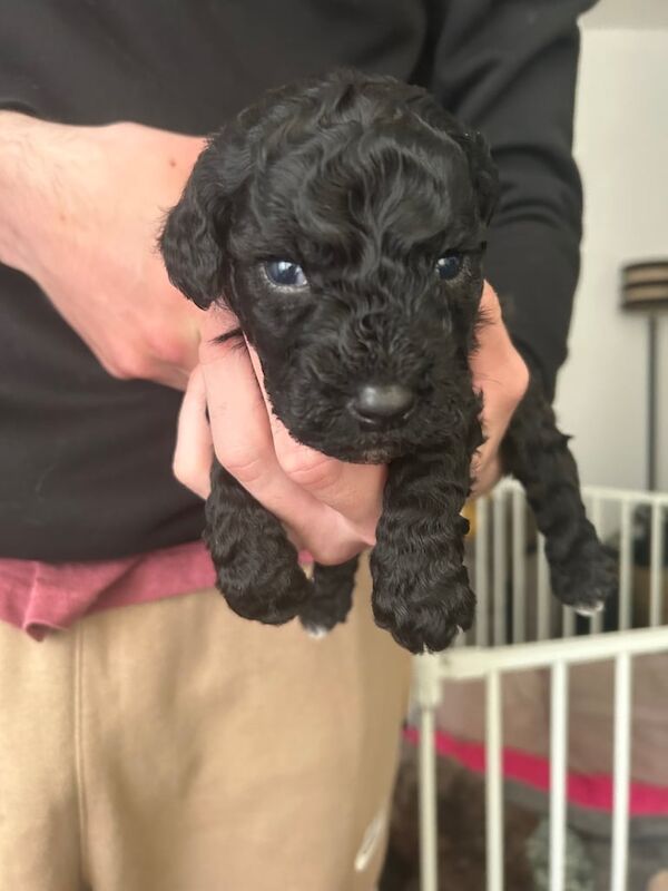 Cockapoo puppies for sale in Blackpool, Lancashire – 3 months old - Image 2 of 5