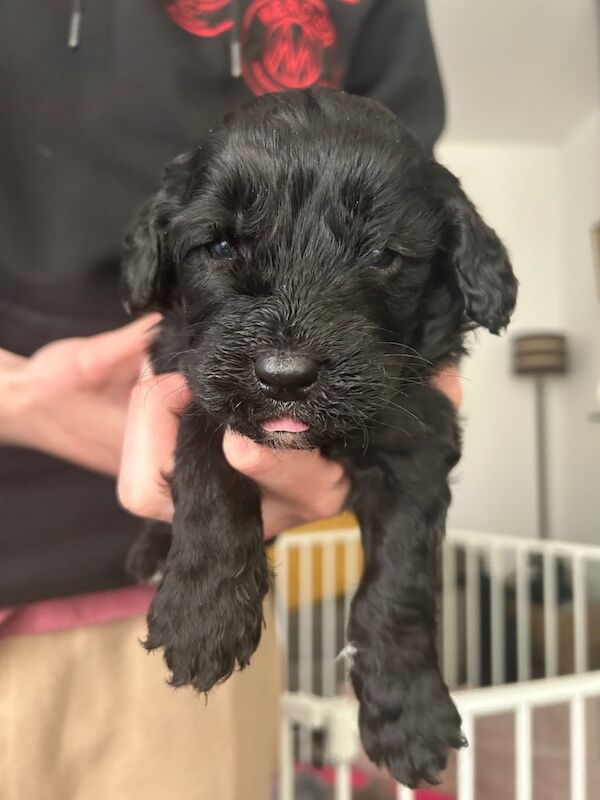 Cockapoo puppies for sale in Blackpool, Lancashire – 3 months old - Image 3 of 5