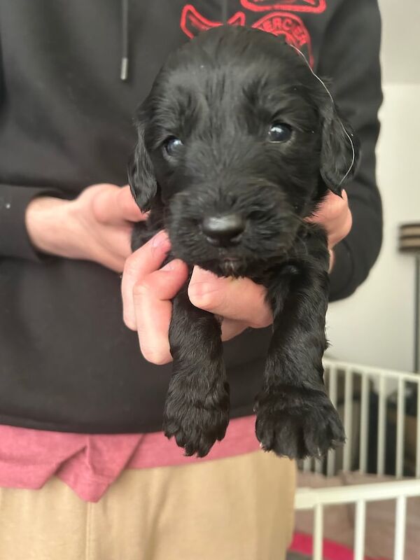 Cockapoo puppies for sale in Blackpool, Lancashire – 3 months old - Image 4 of 5