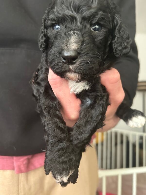 Cockapoo puppies for sale in Blackpool, Lancashire – 3 months old - Image 5 of 5