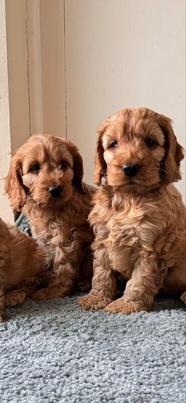 Cockatoo puppies for sale in Enniskillen, County Fermanagh