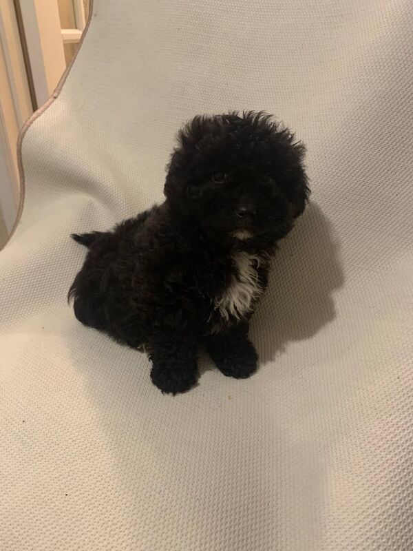 Cockapoo puppies for sale in County Antrim – 9 weeks old