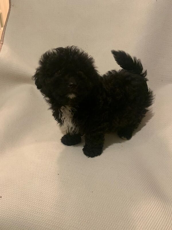 Cockapoo puppies for sale in County Antrim – 10 weeks old - Image 2 of 3