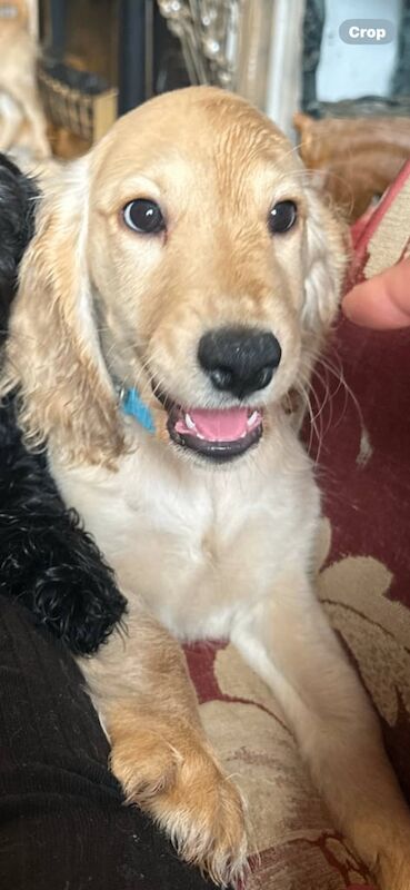 Cockapoo puppies for sale in St Leonards-on-Sea, East Sussex – 11 weeks old