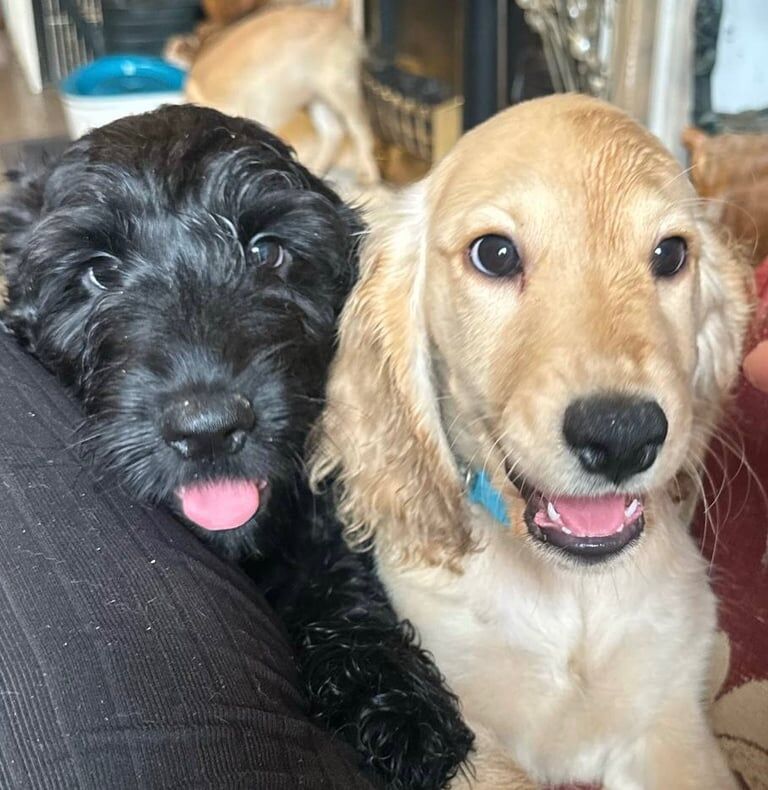 Cockapoo puppies for sale in St Leonards-on-Sea, East Sussex – 11 weeks old - Image 2 of 3