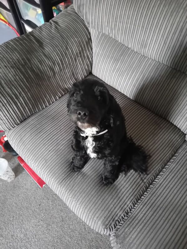 Cockapoo puppies for sale in Maidstone, Kent – 2 years old - Image 2 of 3