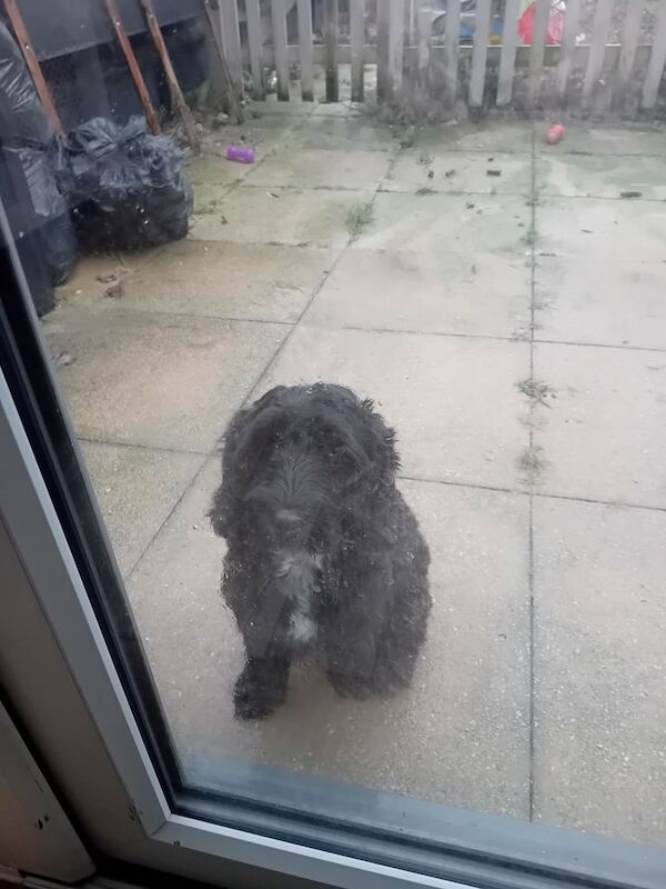 Cockapoo puppies for sale in Maidstone, Kent – 2 years old - Image 3 of 3