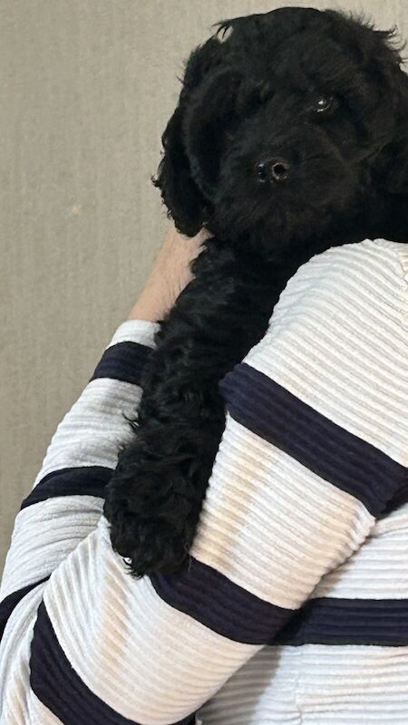 Cockapoo puppies for sale in Bradford, West Yorkshire – 11 months old - Image 1 of 3