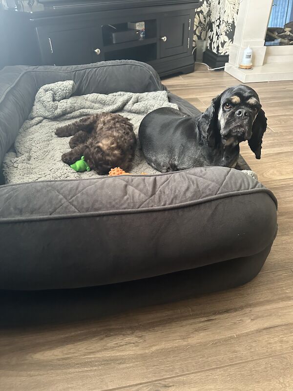Cockapoo puppies for sale in Bradford, West Yorkshire – 11 months old - Image 2 of 3