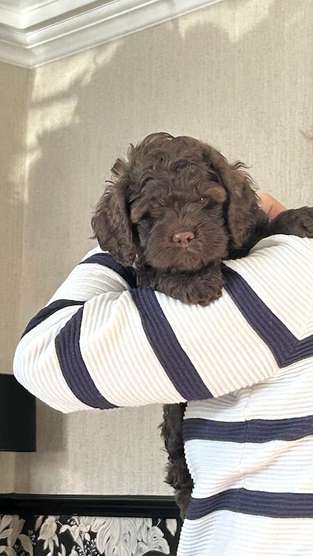 Cockapoo puppies for sale in Bradford, West Yorkshire – 11 months old - Image 3 of 3