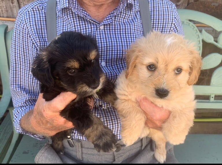 Cockapoo puppies for sale in Wisbech, Cambridgeshire – 8 weeks old