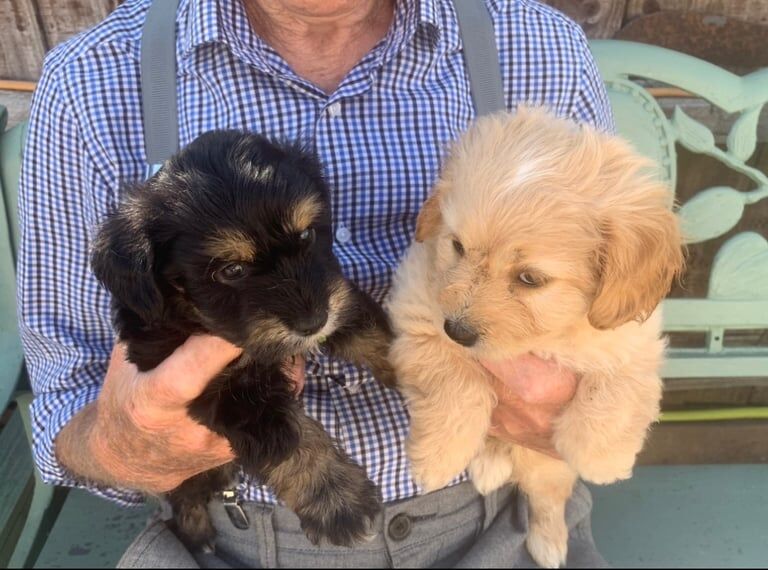 Cockapoo puppies for sale in Wisbech, Cambridgeshire – 8 weeks old - Image 2 of 3