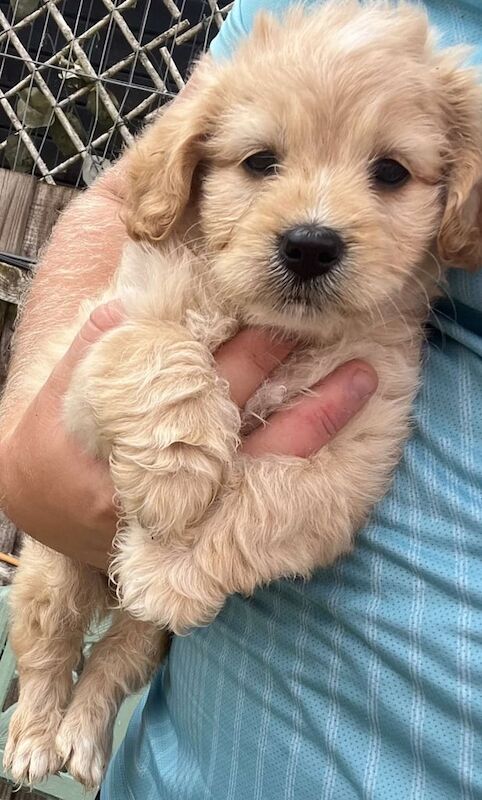 Cockapoo puppies for sale in Wisbech, Cambridgeshire – 8 weeks old - Image 3 of 3