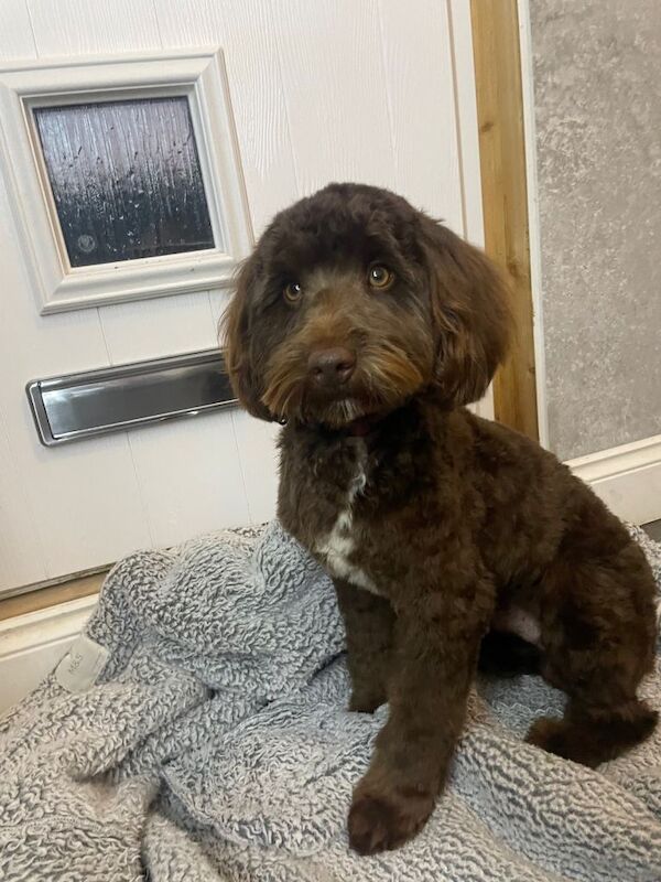 Cockapoo puppies for sale in Wisbech, Cambridgeshire – 8 months old