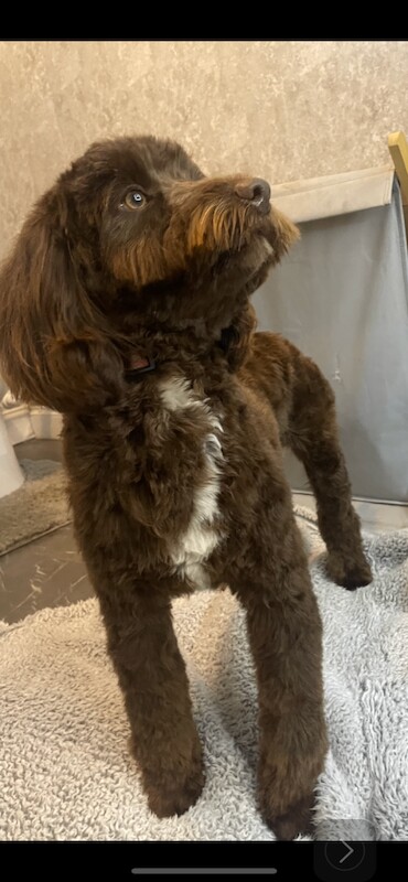 Cockapoo puppies for sale in Wisbech, Cambridgeshire – 8 months old - Image 2 of 4