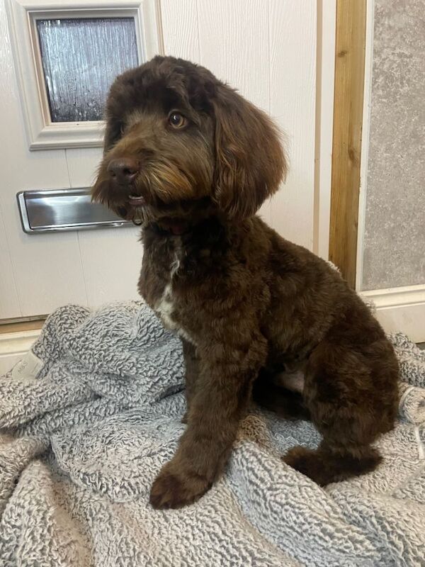 Cockapoo puppies for sale in Wisbech, Cambridgeshire – 8 months old - Image 4 of 4