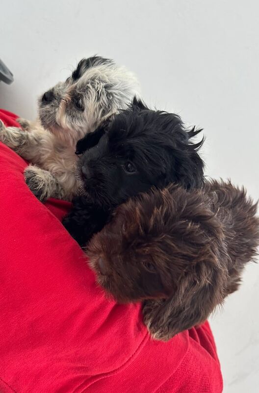 Cocker poo puppies for sale in Epsom, Surrey
