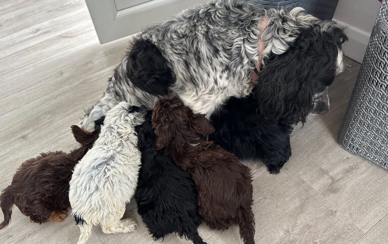 Cockapoo puppies for sale in Epsom, Surrey – KC registered, 9 months old - Image 2 of 3