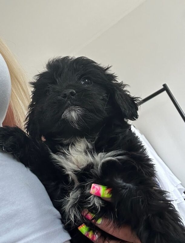 Cockapoo puppies for sale in Epsom, Surrey – KC registered, 9 months old - Image 3 of 3