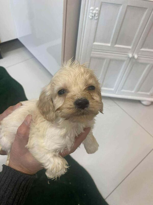 Cockapoo puppies for sale in Gloucester, Gloucestershire – 8 weeks old