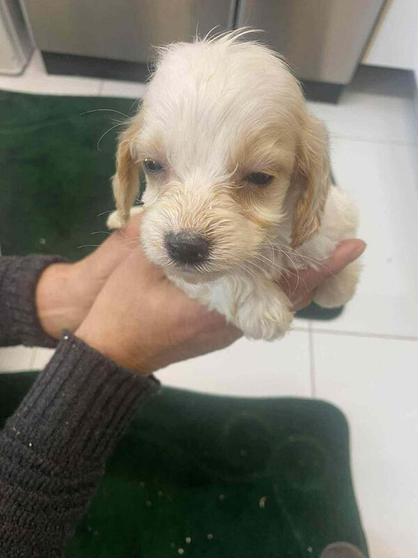 Cockapoo puppies for sale in Gloucester, Gloucestershire – 8 weeks old - Image 3 of 3