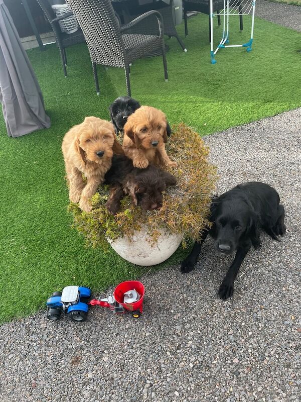 Cockapoo puppies for sale in Wickford, Essex โ 8 weeks old