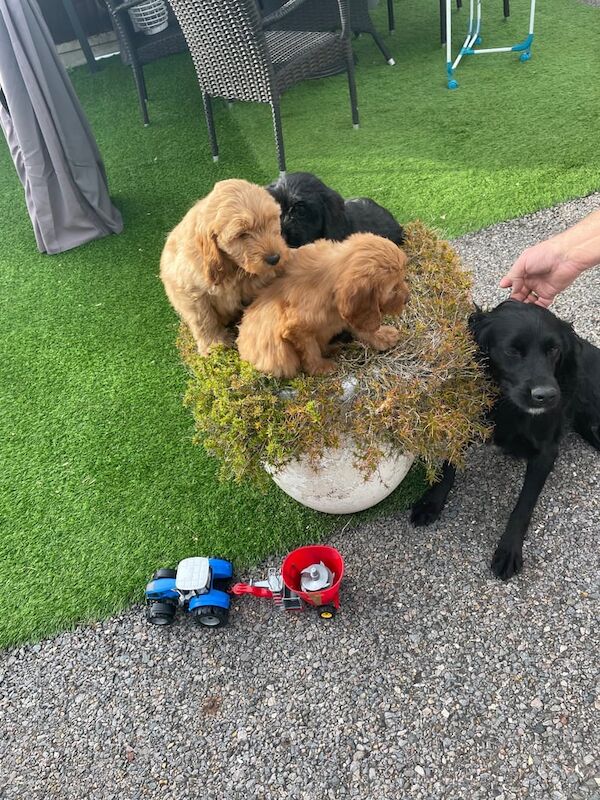 Cockapoo puppies for sale in Wickford, Essex – 8 weeks old - Image 2 of 6